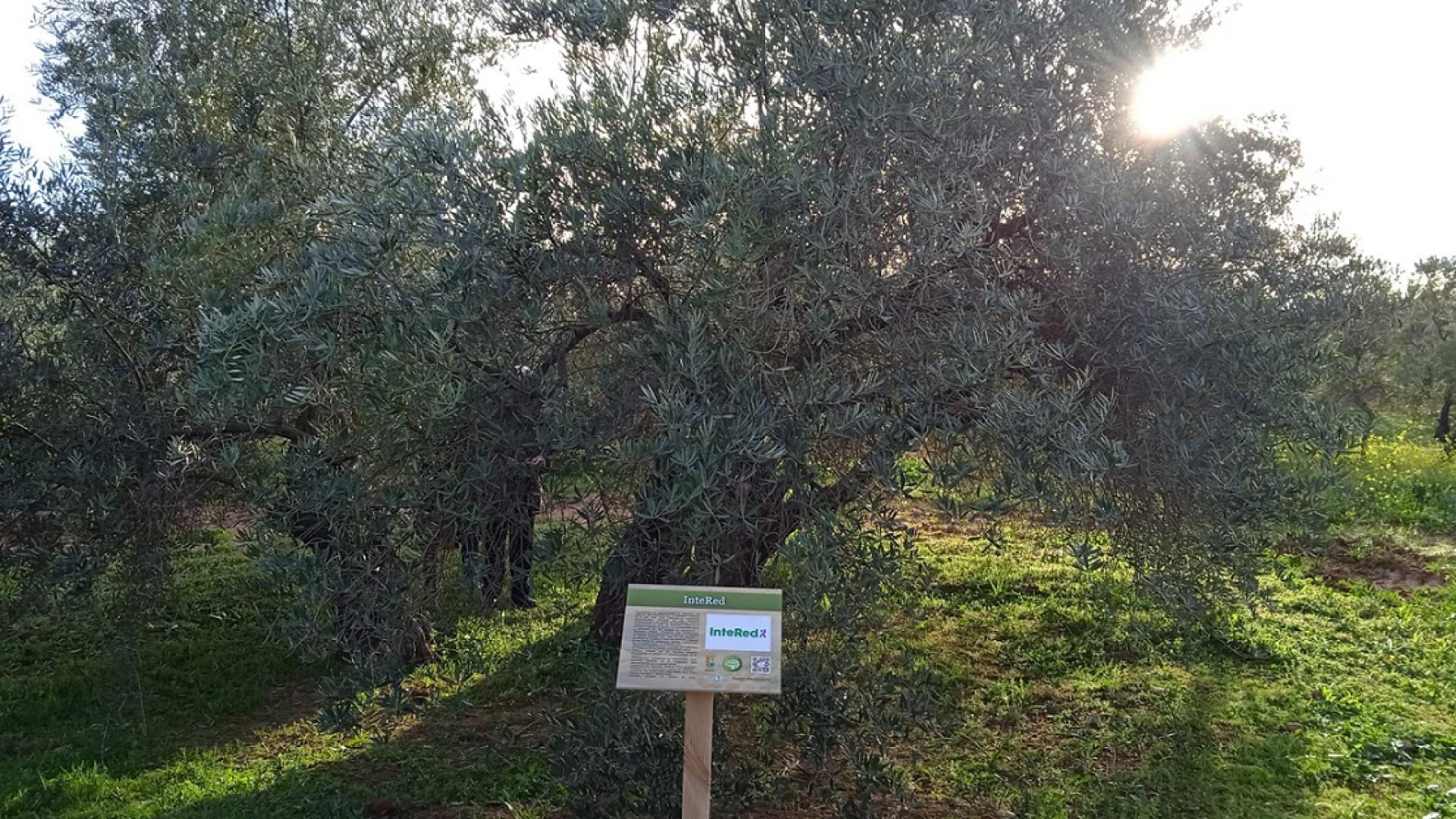 InteRed premiada con el galardón “Olivo Solidario: el aceite de la vida” en reconocimiento a su labor de 30 años en la educación en valores